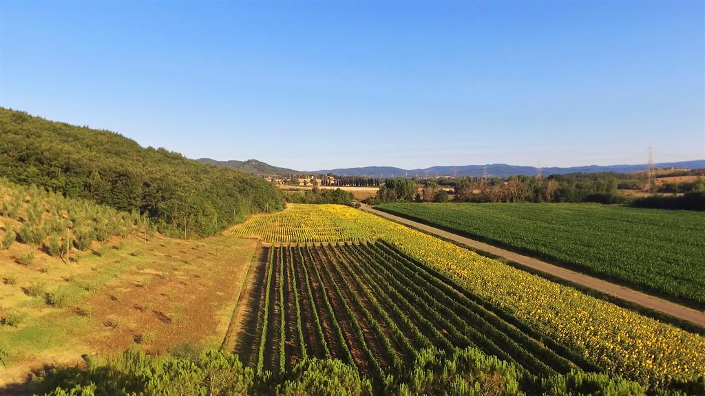 Agriturismo Podere Mulinaccio Ribolla Exteriér fotografie